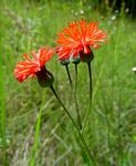 Emilia coccinea