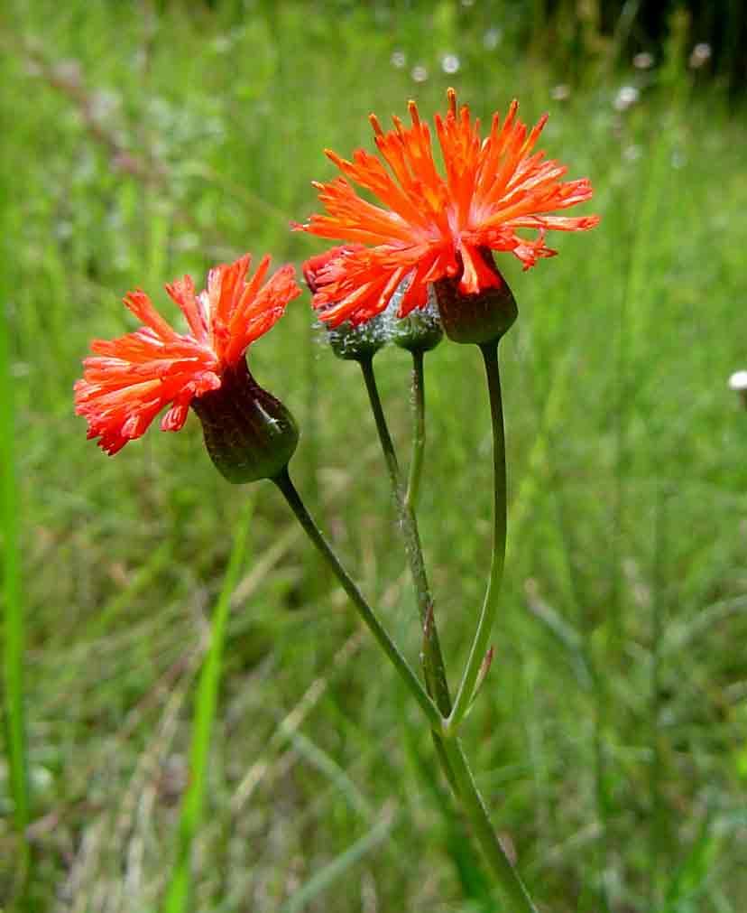 Emilia coccinea