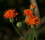 Emilia coccinea