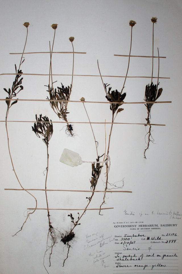 Emilia transvaalensis