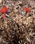 Kleinia fulgens