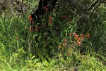 Kleinia fulgens