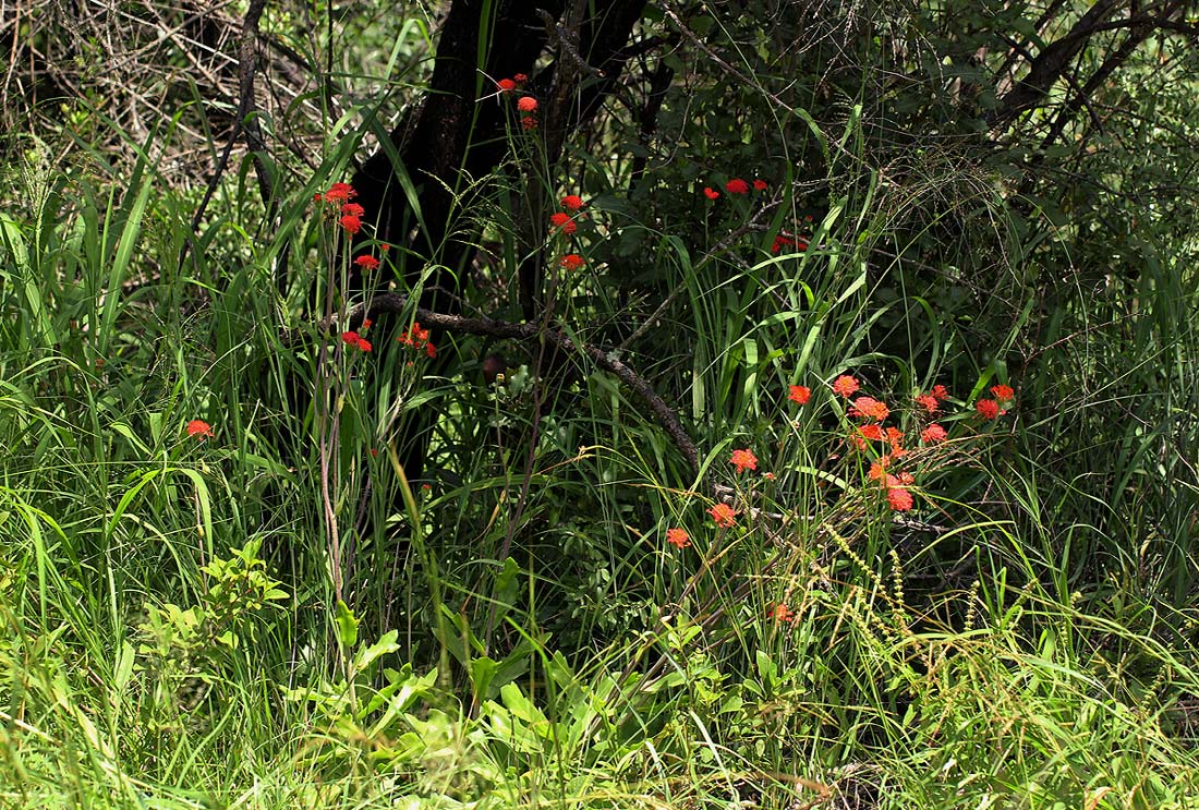 Kleinia fulgens