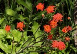 Kleinia fulgens