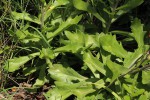 Kleinia fulgens