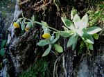 Kleinia chimanimaniensis
