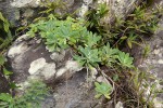 Kleinia chimanimaniensis