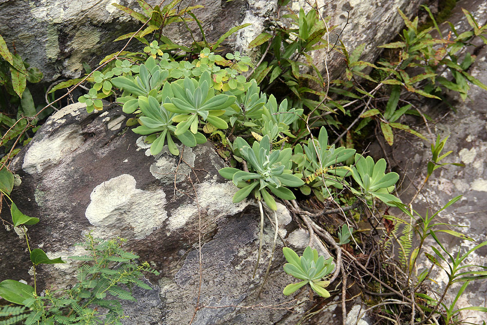 Kleinia chimanimaniensis