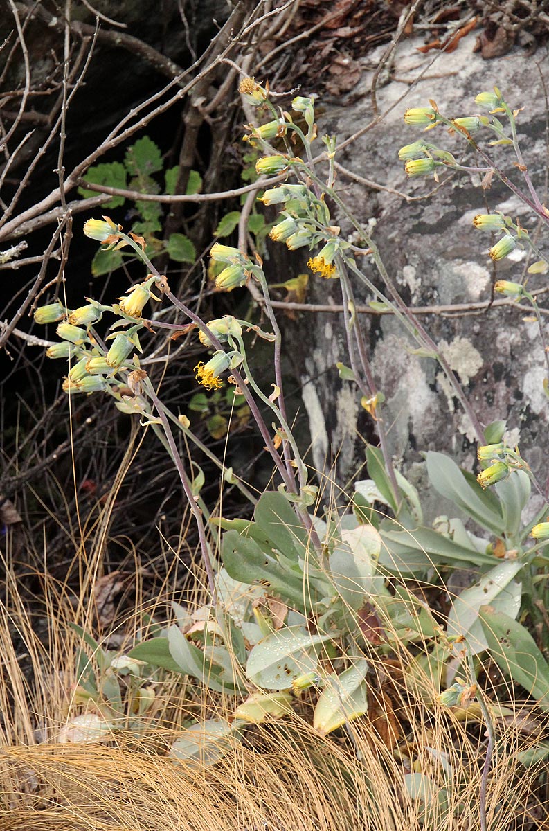 Kleinia chimanimaniensis