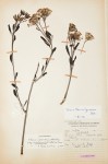 Kleinia garciana