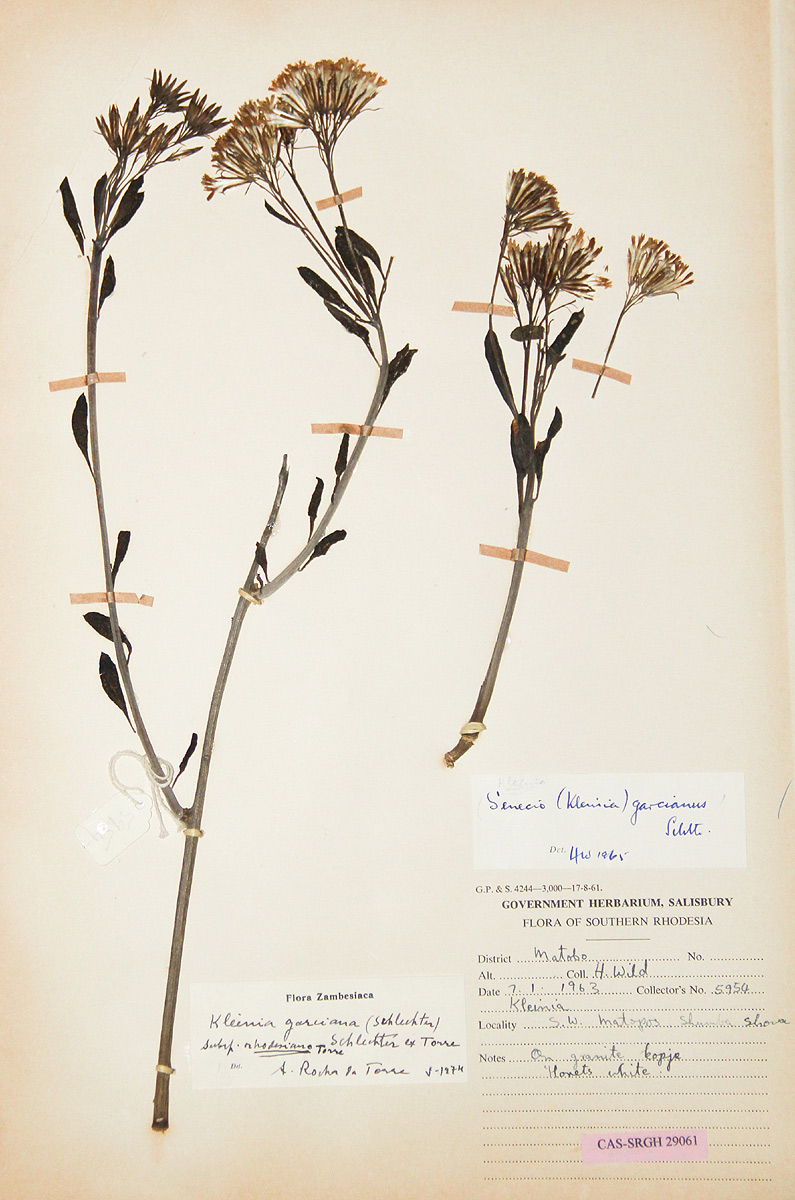 Kleinia garciana