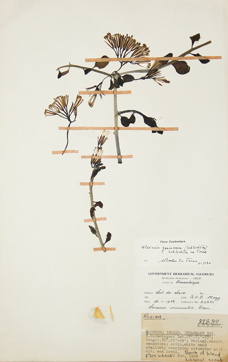 Kleinia garciana