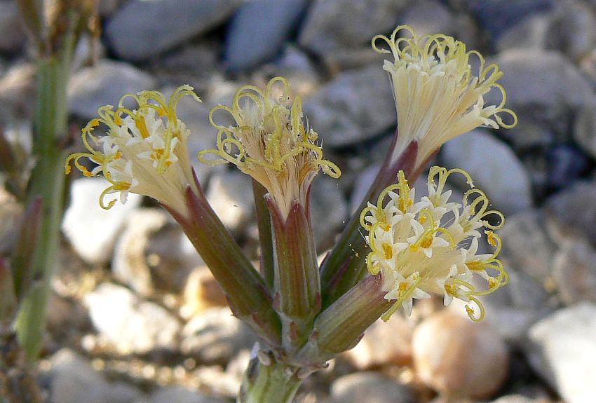 Kleinia longiflora