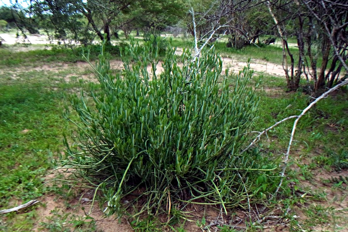 Kleinia longiflora Kleinia longiflora