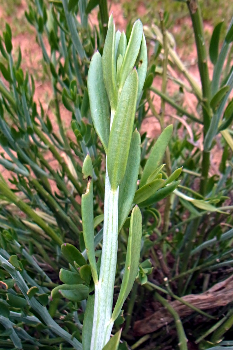 Kleinia longiflora Kleinia longiflora