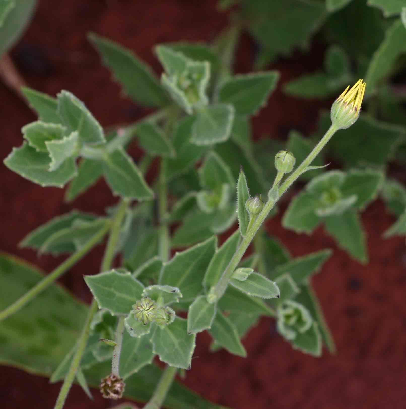 Osteospermum monocephalum Osteospermum monocephalum