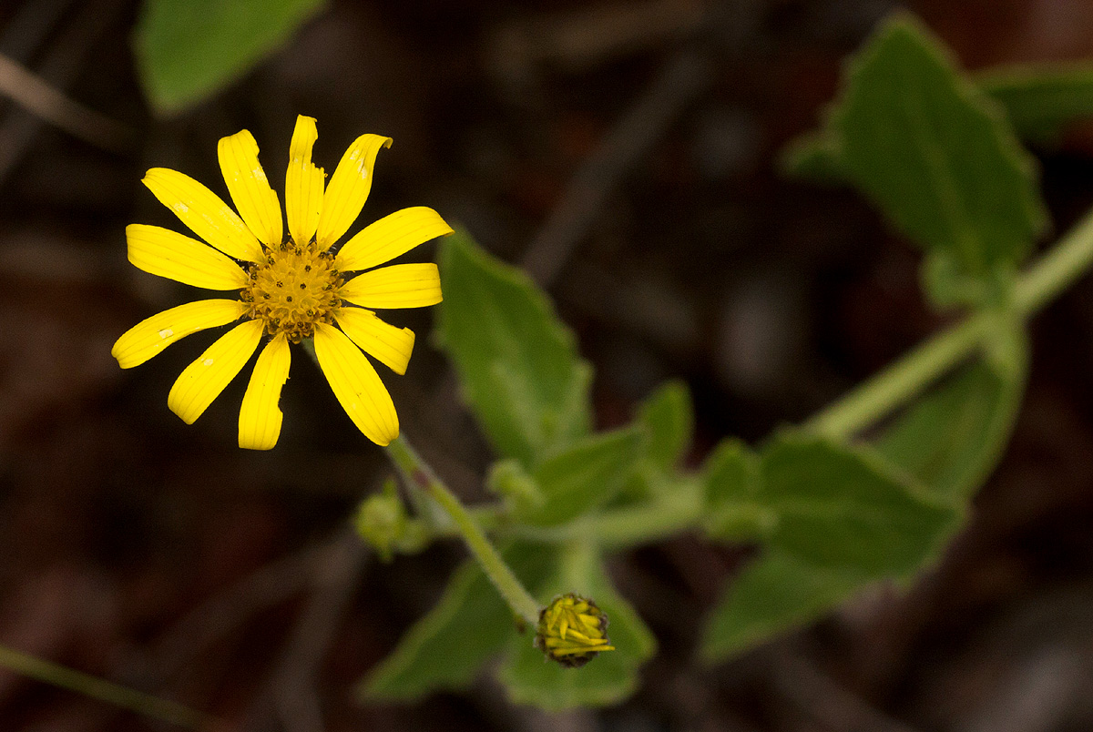 Osteospermum monocephalum Osteospermum monocephalum