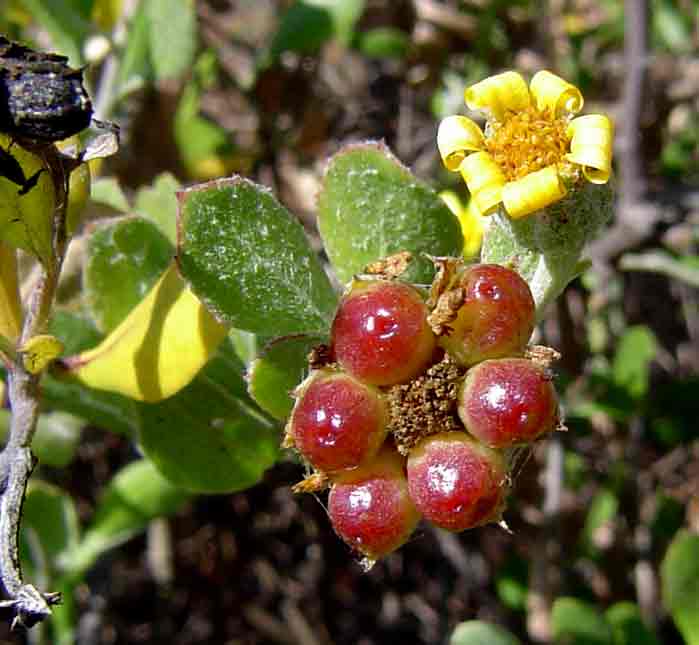 Chrysanthemoides monilifera subsp. septentrionale
