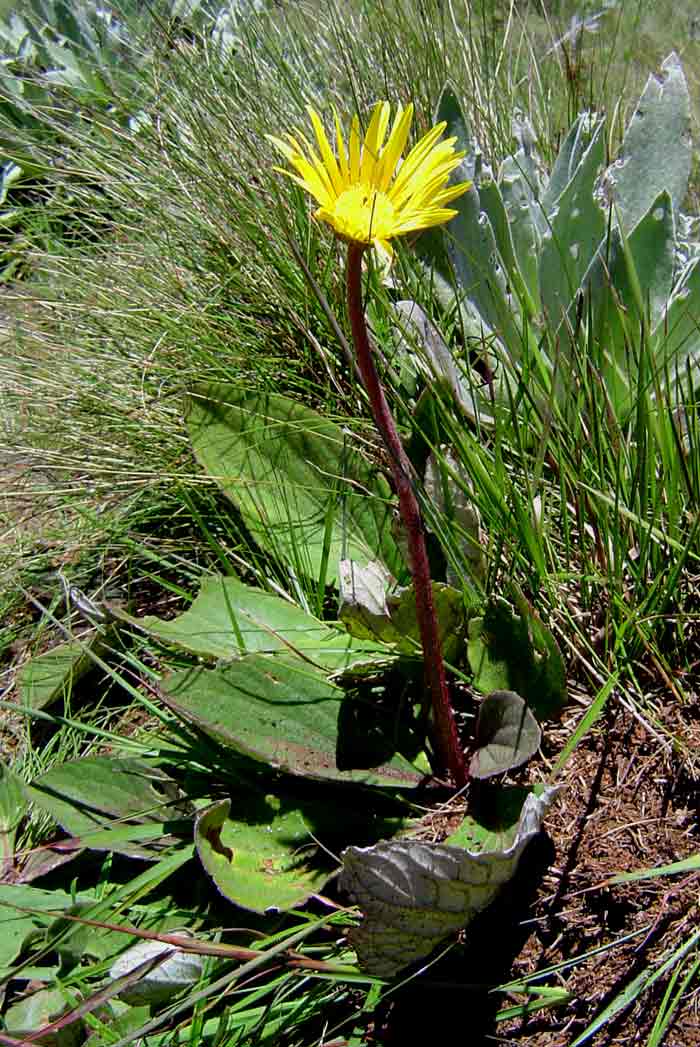 Haplocarpha scaposa