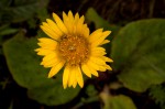 Haplocarpha scaposa