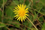 Haplocarpha scaposa
