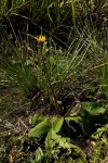 Haplocarpha scaposa