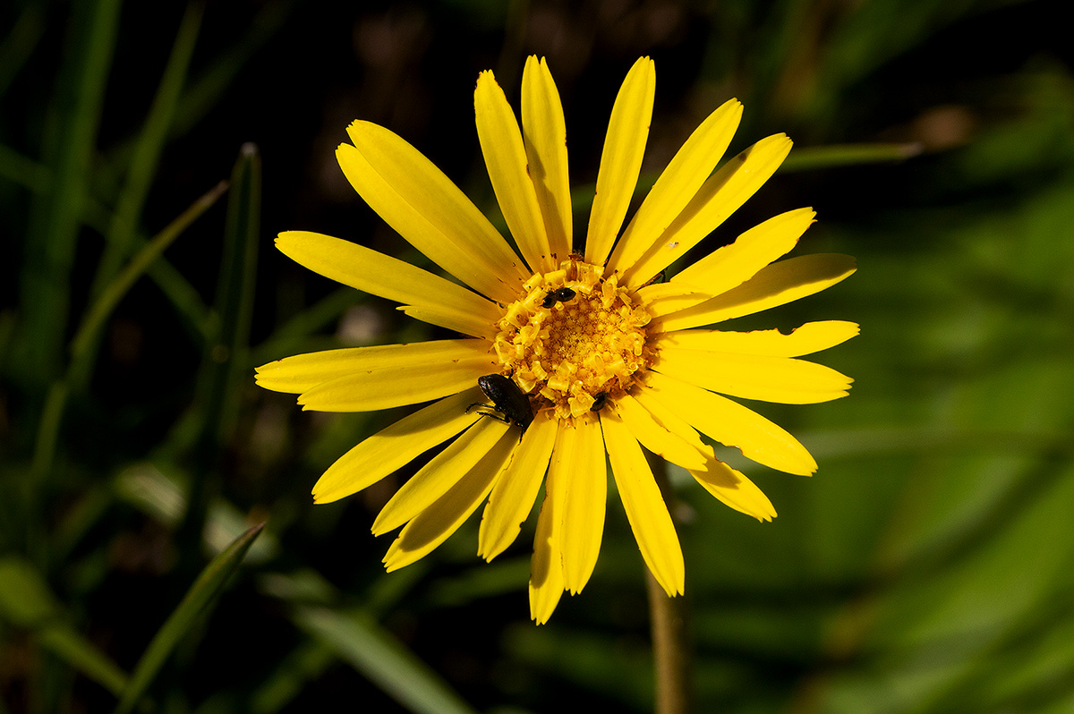Haplocarpha scaposa