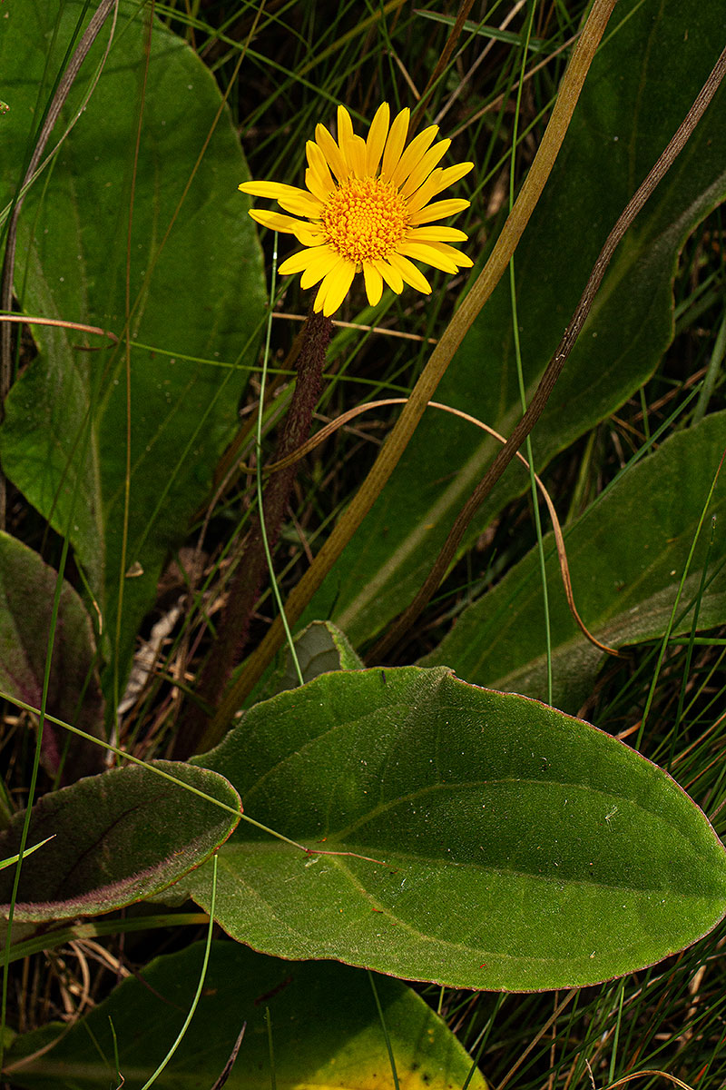Haplocarpha scaposa