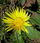 Haplocarpha scaposa