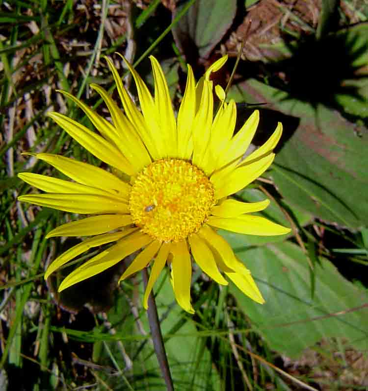 Haplocarpha scaposa