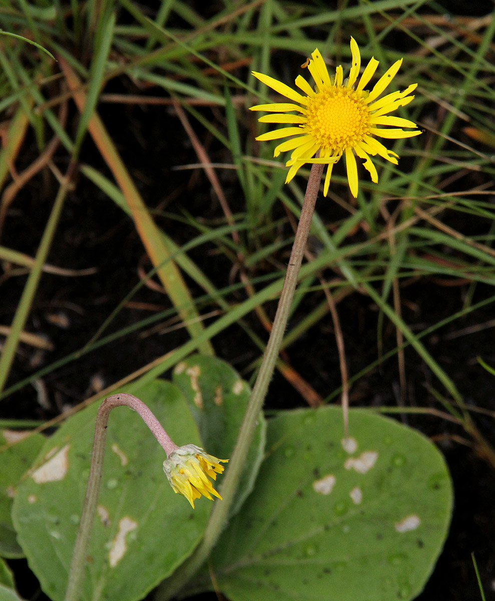 Haplocarpha scaposa