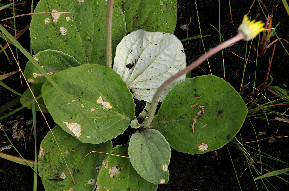 Haplocarpha scaposa
