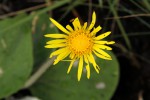 Haplocarpha scaposa