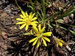 Gazania krebsiana subsp. serrulata