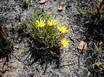 Gazania krebsiana subsp. serrulata