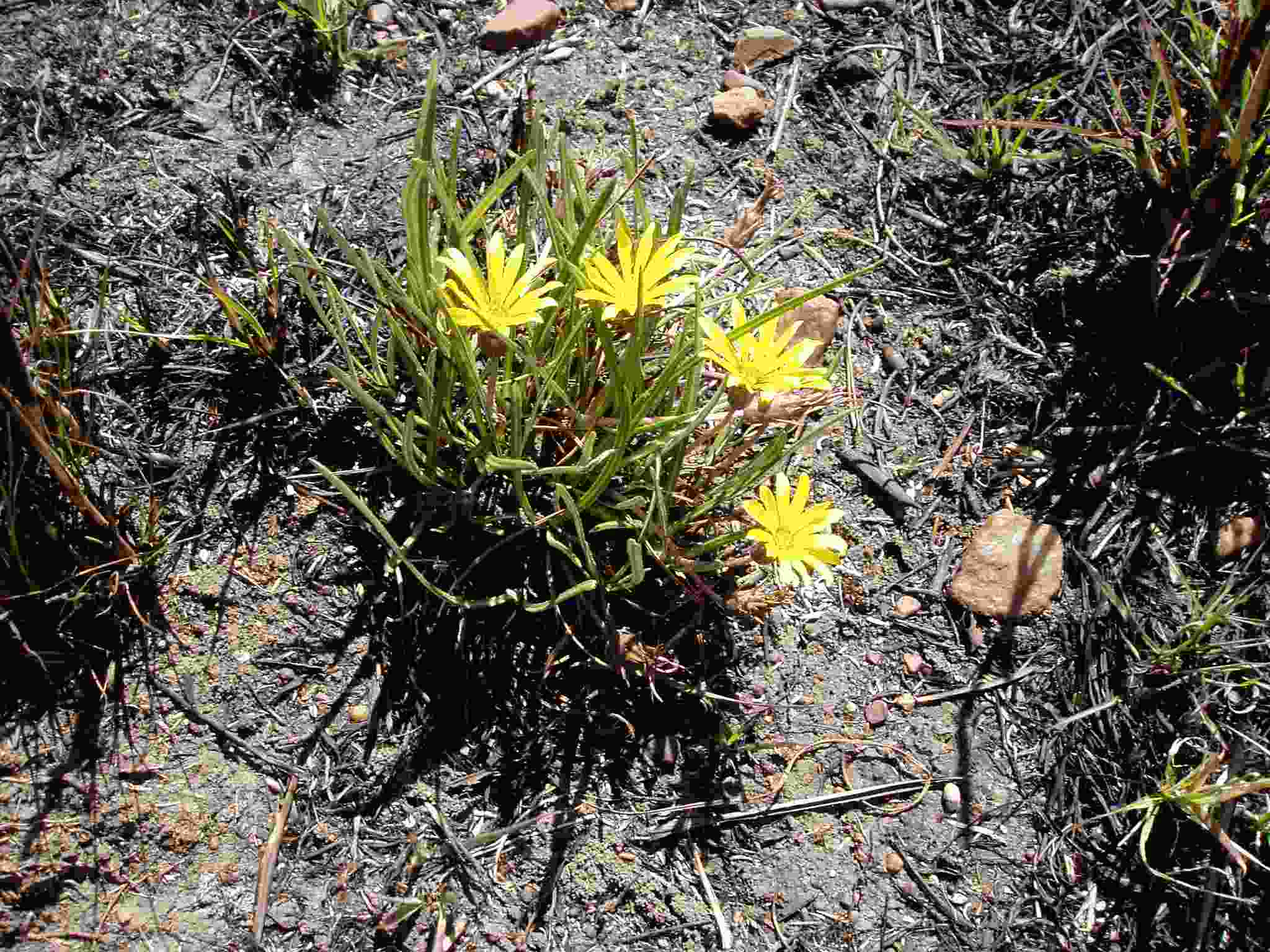 Gazania krebsiana subsp. serrulata