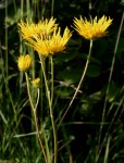 Berkheya setifera