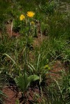 Berkheya setifera
