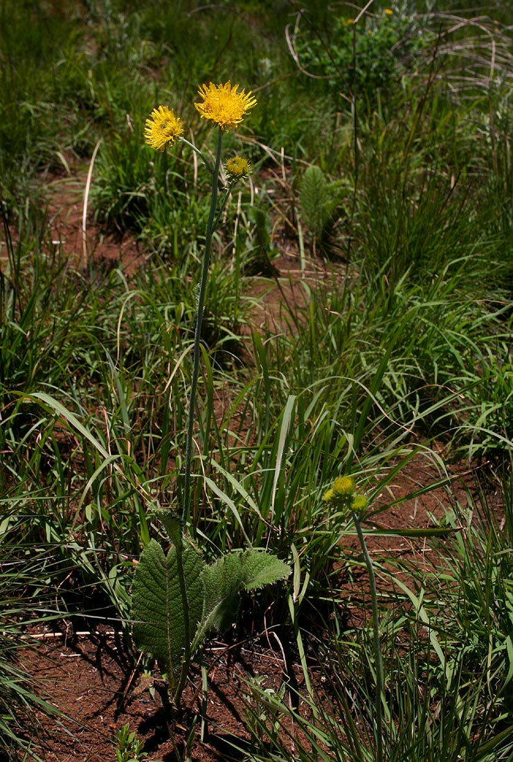 Berkheya setifera