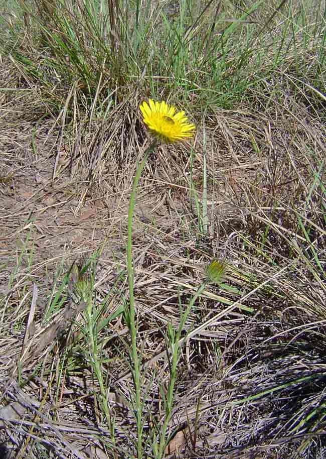 Berkheya zeyheri
