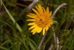 Berkheya zeyheri