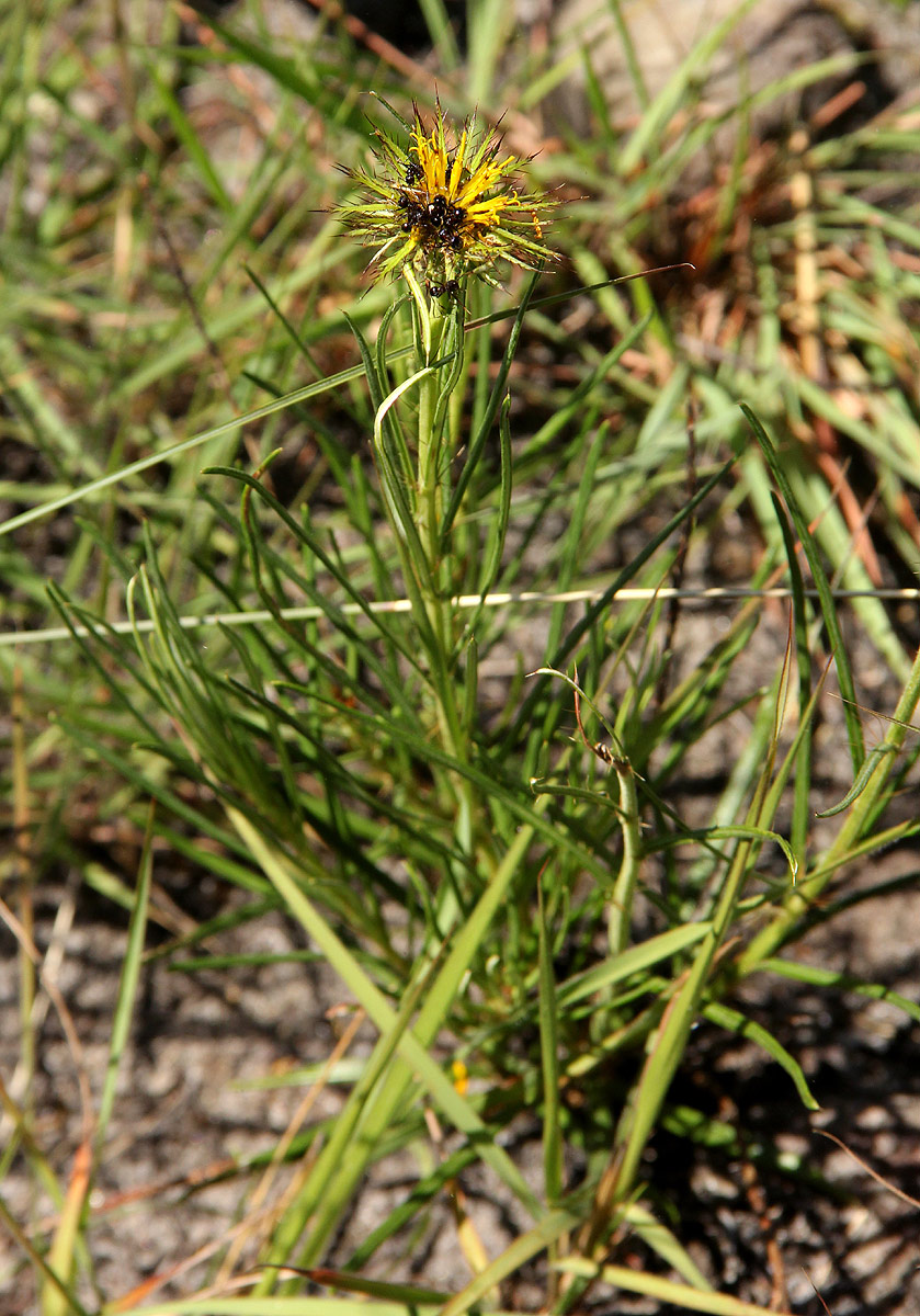 Berkheya zeyheri