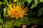 Berkheya zeyheri