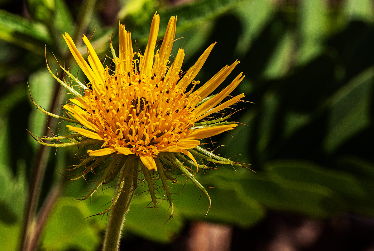 Berkheya zeyheri