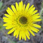 Berkheya zeyheri
