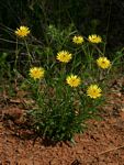 Berkheya zeyheri