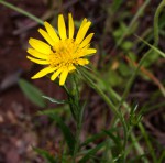 Berkheya zeyheri