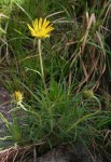 Berkheya zeyheri