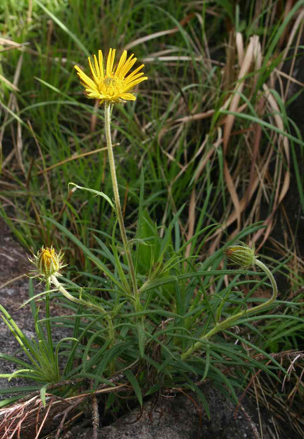 Berkheya zeyheri