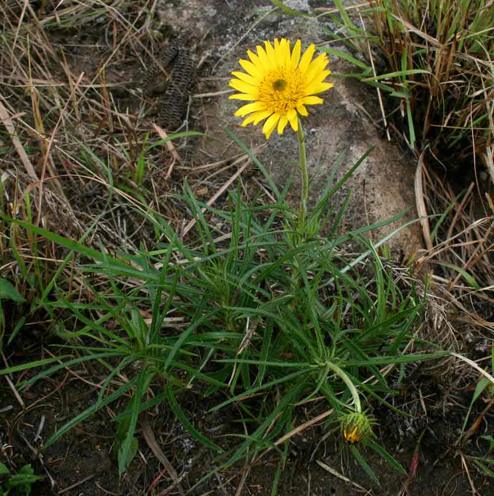 Berkheya zeyheri